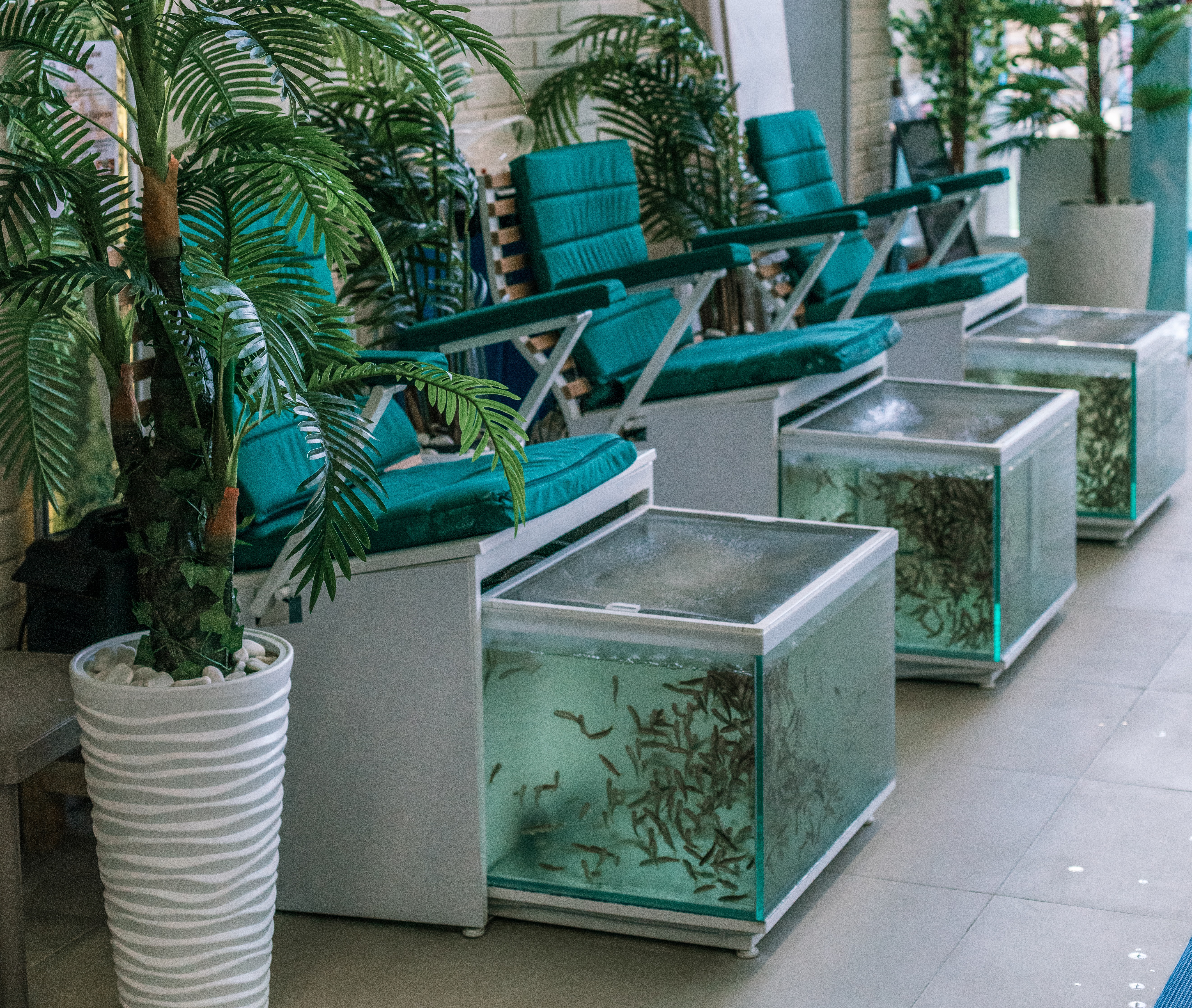 Пилинг рыбками гарра-руфа